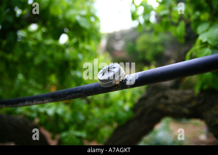 Irrigazione a goccia, un metodo di irrigazione che riduce al minimo il consumo di acqua e concimi, ampiamente utilizzato nel sud della Spagna Foto Stock