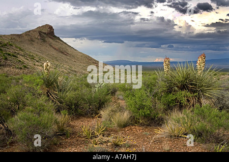 Blooming Yucca cactus nel Parco nazionale di Big Bend West Texas Foto Stock