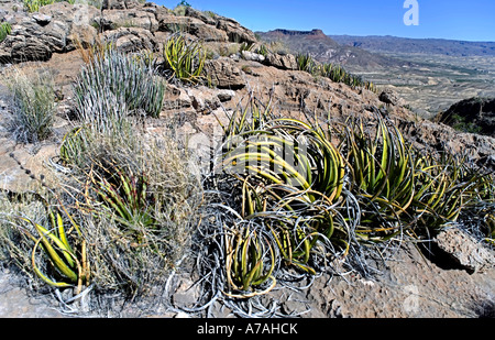 Lecheguilla Agave lecheguilla o falso agave impianto in Mesa de Anguilla area nel Parco nazionale di Big Bend Texas Foto Stock