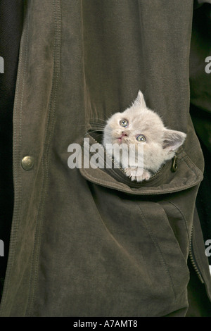 Dolce gattino IN UNA TASCA DI UNA CAMICIA Foto Stock