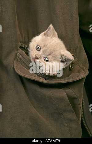 Gattino IN UNA TASCA DI UNA CAMICIA Foto Stock