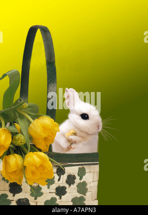 Migliori amici AMICI Foto Stock