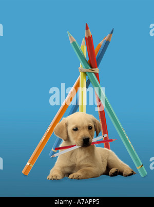 Migliori amici AMICI Foto Stock