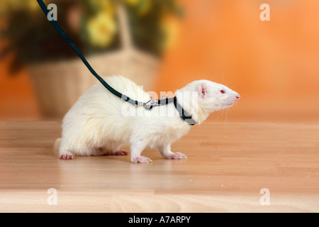 Ferret al guinzaglio Mustela putorius forma domestica Foto Stock