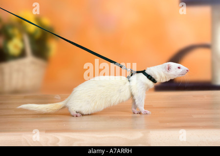 Ferret al guinzaglio Mustela putorius forma domestica a lato Foto Stock