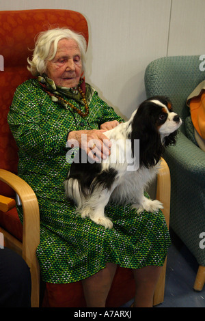 Donna anziana 100 anni con Cavalier King Charles Spaniel accarezzando accarezzare Foto Stock