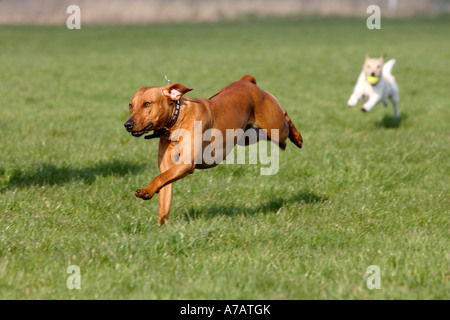 Ridgeback rhodesiano e Parson Jack Russell Terrier Parson Russell Terrier Foto Stock