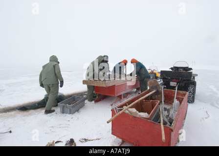 Puzzava di pesca attraverso il ghiaccio su un freddo giorno d'inverno sul Miramichi Bay New Brunswick e la cernita del pescato del giorno Foto Stock