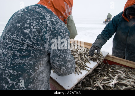 Puzzava di pesca attraverso il ghiaccio su un freddo giorno d'inverno sul Miramichi Bay New Brunswick e la cernita del pescato del giorno Foto Stock