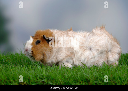 Abissino di cavia lato Foto Stock