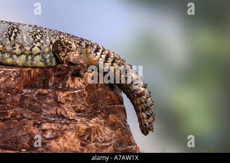 Spinosa africana tailed Lizard Uromastyx acanthinura Uromastyx acanthinurus Dabbs Mastigure AGAMA SA Foto Stock