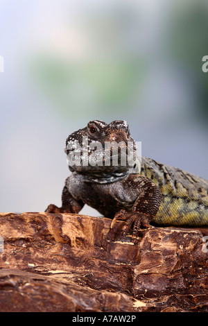 Spinosa africana tailed Lizard Uromastyx acanthinura Uromastyx acanthinurus Dabbs Mastigure AGAMA SA Foto Stock