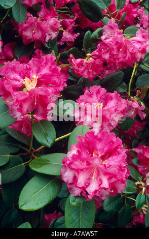 Rhododendron Rhododendron williamsianum ibrido Foto Stock