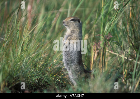 Scoiattolo di terra in piedi in erba alta Alaska Foto Stock