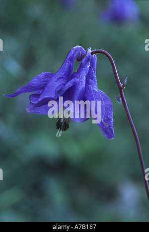 Aquilegia alpina Aquilegia vulgaris Foto Stock