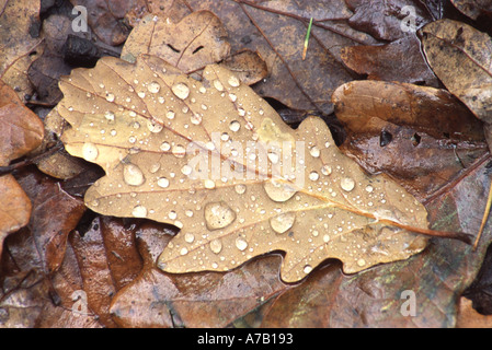 Caduto foglie di quercia Quercus sp. Foto Stock