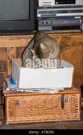 Tabby Tom Cat in scatola di cartone Foto Stock