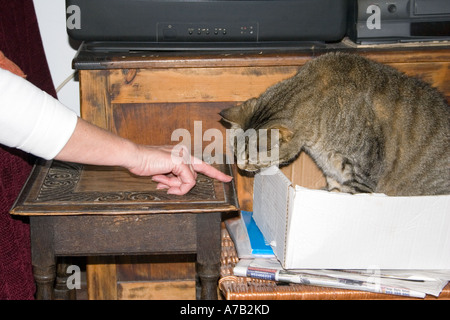 Tabby Tom Cat in scatola di cartone Foto Stock