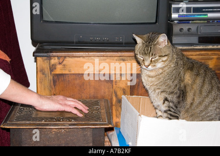 Tabby Tom Cat in scatola di cartone Foto Stock