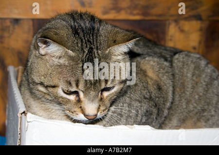 Tabby Tom Cat in scatola di cartone Foto Stock