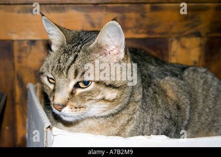 Tabby Tom Cat in scatola di cartone Foto Stock