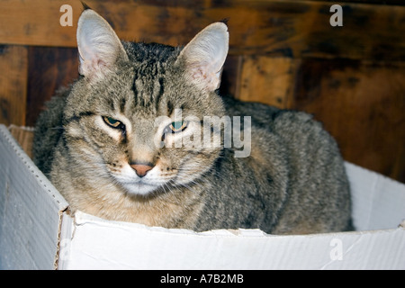 Gatto in una scatola, Tabby Tom Cat in scatola di cartone Foto Stock