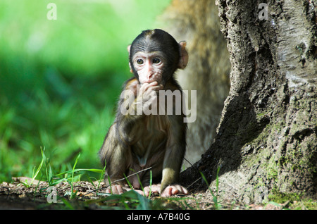 Trenham Monkey Forest Foto Stock