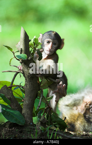 Trenham Monkey Forest Foto Stock