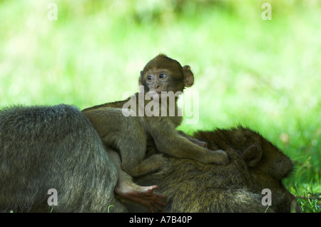 Giovani Barbary Macaque a Trenham Monkey Forest Foto Stock