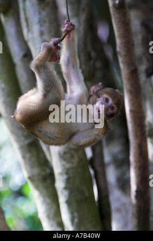 Trenham Monkey Forest Foto Stock