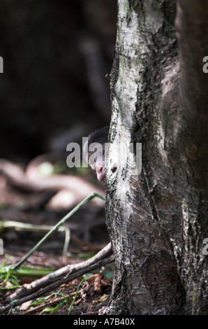 Trenham Monkey Forest Foto Stock