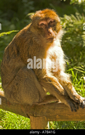 Trenham Monkey Forest Foto Stock