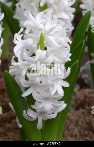 Hyacinthus orientalis Carnegie Foto Stock