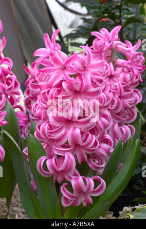 Hyacinthus orientalis perla rosa Foto Stock