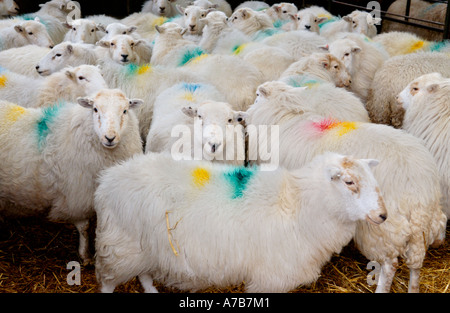 Pecore, continua a subire gli effetti delle ricadute radioattive, sulla fattoria in Snowdonia vicino Dolwyddelan Gwynedd North Wales UK Foto Stock