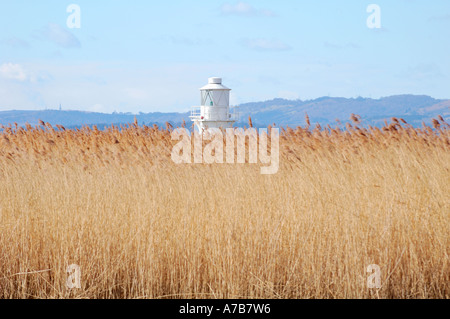 Reedbed e faro di Newport Zone Umide Riserva Naturale Nazionale South East Wales UK Foto Stock