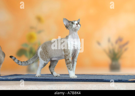 Devon Rex Cat Foto Stock