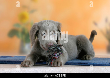 Con i capelli lunghi Weimaraner Foto Stock