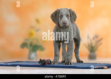 Con i capelli lunghi Weimaraner Foto Stock