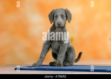 Con i capelli lunghi Weimaraner Foto Stock