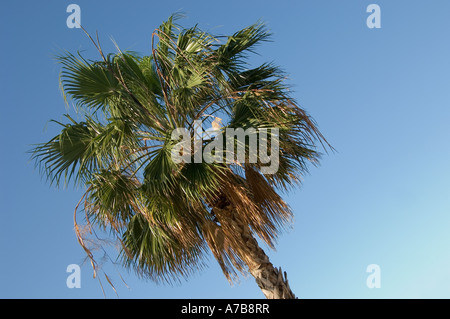 Primo piano di palma contro cielo blu Madera Portogallo Europa UE Foto Stock