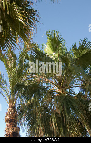 Primo piano di foglie di palme contro il cielo blu di Madeira Portogallo Europa dell'UE Foto Stock