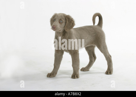 Con i capelli lunghi Weimaraner Foto Stock