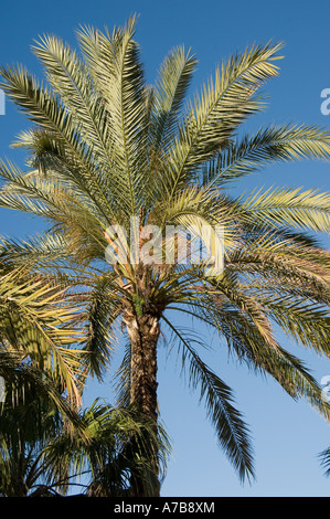 Primo piano di foglie di palme contro il cielo blu di Madeira Portogallo Europa dell'UE Foto Stock