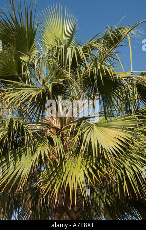 Primo piano di foglie di palme contro il cielo blu di Madeira Portogallo Europa dell'UE Foto Stock