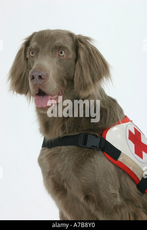 Cane da salvataggio Foto Stock