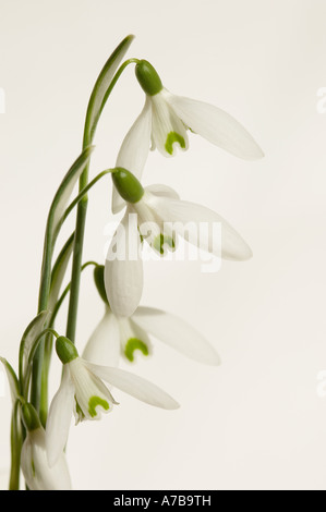 Primo piano di nevicate Snowdrop fiori di fiori bianchi galanthus nivalis su sfondo bianco Foto Stock