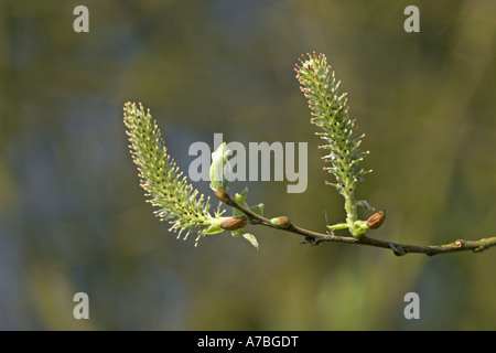 Salicone Salix caprea amenti femmina, Potteric Carr Riserva Naturale, Doncaster, South Yorkshire, Inghilterra Foto Stock