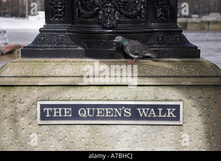 Pigeon passeggiate " Il Queens piedi' Southbank, Londra Foto Stock