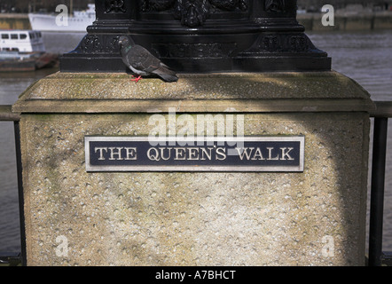 Pigeon passeggiate " Il Queens piedi' Southbank, Londra Foto Stock